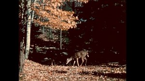 1950s Deer Forest Cows Graze Lynx: стоковое видео (без лицензионных платежей), 1093872583 | Shutterstock