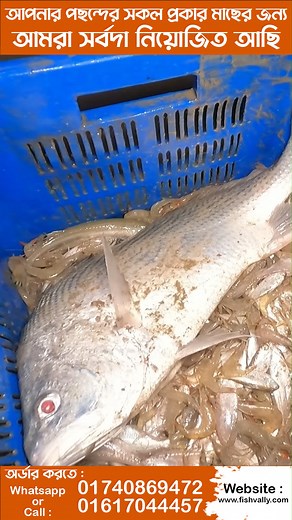 Sundarbans Java Koral #Fishing #Sundarbansfish #viralvideo | Fish Vally