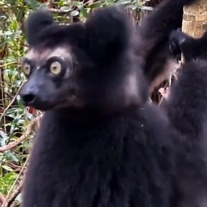 1.3K views · 111 reactions | @រំលេច 勞兩狼 | Tik Tok | Facebook