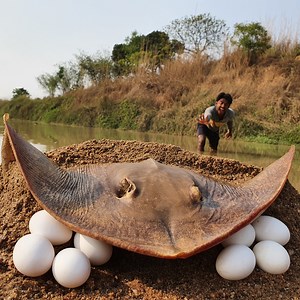 6.6K views · 50 reactions | Amazing Hand Fishing Video River Big Stuck Stingray Fish Catching Methods By Fisherman #fish | Fisherman Animal Lover Short | Facebook