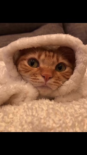 3.4K views · 263 reactions | Big yawn 辰❤️ | Meow Cats | Facebook