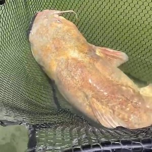 Big fish belong in a big strong net! #bubbanet #bubbablade #bigfish #catfish BUBBA | Sweetwater Fishing TV