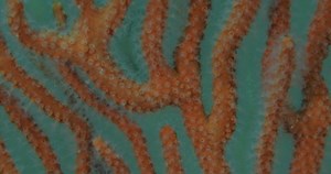 Coral Details Sea Cortez Mexico : vidéo de stock (100 % libre de droit) 1040850548 | Shutterstock