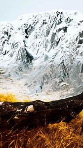 burnt tree logs after forest fire
