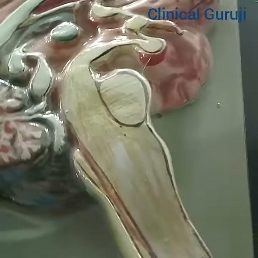 Anatomy of human brain|Cut section showing corpus callosum,cerebellum, cerebrum,spinal cord,lobes