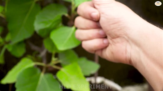 1.1K views | How to Propagate Fig Tree from Cuttings | Anjeer plant propagation | Step by Step Guide Part 2 | HLD Experiment | Facebook