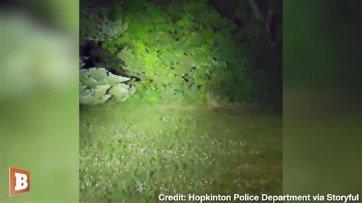A very elusive black bear was seen walking around near an exit around Hopkinton, Rhode Island, recently, and was only seemingly visible once a flashlight was used to see the bear. | Breitbart