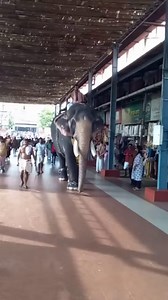 49K views · 1.4K reactions | Guruvayur Elephants @ Guruvayoor Temple | Sree Guruvayoorappan | Facebook