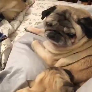 2.2K views · 296 reactions | When the puppy tries to chew your back rolls.. | ViralShack Animals | Facebook