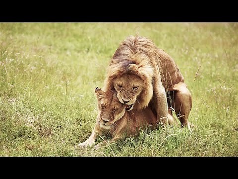 Lions On Honeymoon & Mating👌