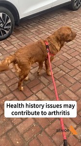 Arthritis is most commonly seen in older dogs, however, you may find...