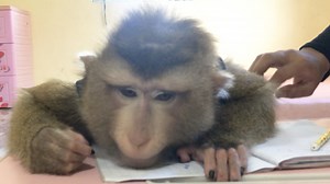 30K views · 1.3K reactions | Clever Jason Initiate Sleepy Rest To Avoid Practice Writing Mom Teach | Monkey Jason | Facebook