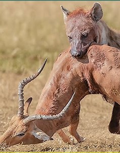 24 Funny Moments Predators Stupidly Lose Their Prey Caught on Camera 🦒vs🦁 | Mikecrack - Fans - Legend of Knight