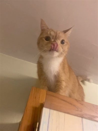 friday nite cat crazies. #catsofinstagram | Smush