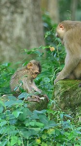 Sorry, I'm wet and dirty #Monkey #LeoMonkey #LibbyMonkey #RainbowMonkey #LunaMonkey | Lovely Monkey