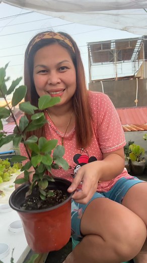 Laurel plant -good source of income #laurel #laurelleaves #sourceofincome #business #highlights2025 #highlightseveryonefollowers2025 #highlight #reelsviralシfb #reelschallenge #reelsviralシ #fypviralシ #fypageシ #contentcreator #ContentMonetization #contentmonetizationbeta | Jean Magpantay