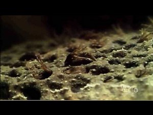 Meet the female Surinam toad: Birthing out of holes in its back