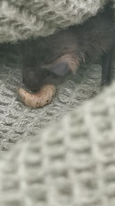 One of the patients we're caring for at the moment is this young bat. 🦇 Weighing just over 3 grams on admission, they needed rehydration fluids and even specialised milk feeds for a while. They have now started eating for themselves - mostly small mealworms, but enjoying juicy moth caterpillars too! 🐛 | RSPCA Mallydams Wood Wildlife Rehabilitation and Education Centre