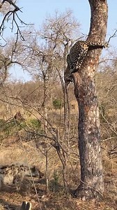 4.4M views · 32K reactions | Leopard Thinks Twice About Jumping on Hyena | Vinhmui2 | Facebook