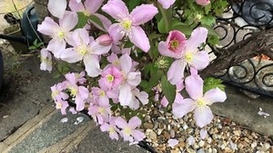 Beautiful blooming pink Clematis! 😍 | Garden Lovers Club