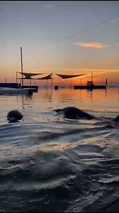 2.7K views · 213 reactions | GoodMorning | Marineland Dolphin Adventure | Facebook