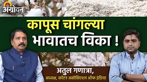 92K views · 983 reactions | Cotton Market Rate: हमीभावापेक्षा कमी...