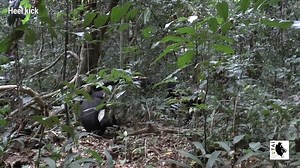 Different chimp communities vary in how males ask for sex from females. Learn more: https://scim.ag/3QB56Tj | Science