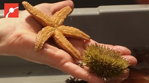 3K views · 121 reactions | Meet the spiky superheroes of the ocean: sea stars and sea urchins!  #Seastar #SeaUrchin #MarineBiology | Museum of Science, Boston | Facebook