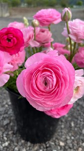 Pinching dahlias always scares people but it’s hard to do it wrong. Just eliminate that main stem once your plant has 3-4 sets of leaves. It’s better to do it when your plant is younger before the stem becomes hollow. Hollow stems become a catch basin for rain which encourages rot. | Local Harvest Flowers