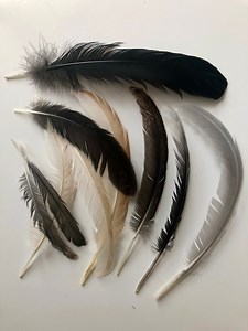 Hand Gathered Chicken Feathers - Etsy