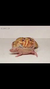 30K views · 387 reactions | Asian Pacman Frog Eats Big Rat | Insect Forest | Facebook