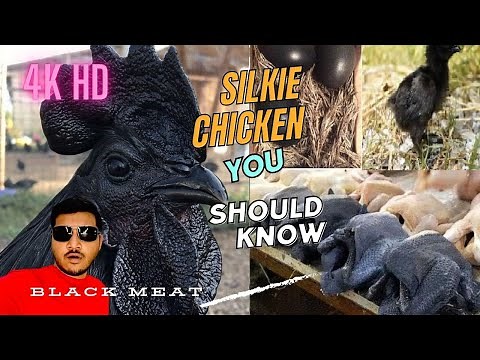 Silkie Chicken Benefits: Why This Black Chicken is a Nutritional Superfood. Chinese Traditional