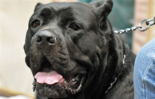 Eure : Un propriétaire condamné après l’attaque de son molosse contre un promeneur et son chien