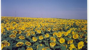 Esti tanar? Ai un proiect in agricultura? UE iti da 25.000 de euro!