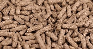 Combined Food Rodent Pets Combined Healthy 库存影片视频（100% 免版税）3421239689 | Shutterstock