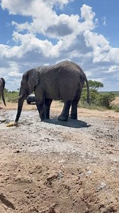 Somopane, Klaserie and their family in the Jabulani herd enjoy a communal mud shower session on a hot day in the bush 💦🐘 | Jabulani Safari