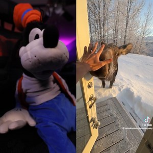 11K views · 403 reactions | If you give a moose a muffin | Brock Baker | Facebook