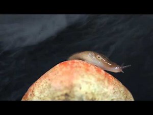 First Watch: Des Ark, 'Snake Stuff'