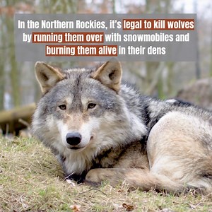 Save gray wolves: Endangered Species Act protections for gray wolves nationwide. | WildEarth Guardians