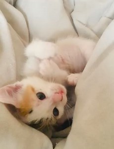 Alina Farkash on Reels