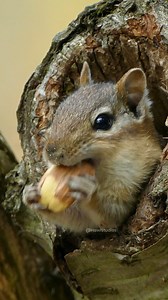 48K views · 394 reactions | Adorable Squirrel chewing on a nut #nature #wildlife #sqirrel #cute #adorable #chew #nut HA95661 | HAWI Studios | Facebook