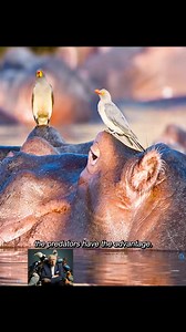 Crocodiles catch birds #tiktok #animalworld #bird #crocodile | Favorite Movies