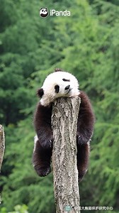Q: Why do giant pandas love to climb trees? #PandaQA 🧐🧐🧐 A: Giant pandas develop a fondness for climbing after six months of age. Climbing trees is an instinctual behavior crucial for their survival. This is especially true for panda cubs born in the wild. When female pandas venture out to forage for bamboo, their cubs, left without protection, become vulnerable to predators. The cubs will climb trees to evade these threats. Additionally, resting on tree branches allows them to bask in the su