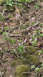 104 reactions · 25 shares | VIDEO OF THE DAY! By Sparkles This is a...