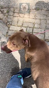 1.8K views · 701 reactions | Ter caes não é simplesmente dar alimento...