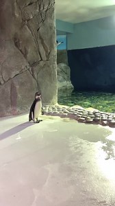 1.3K views · 101 reactions | It’s a … PENGUIN!!!  We're thrilled...