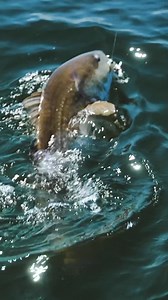 Pamlico Gold! #redfish #reddrumfishing #pamlicosound | Carolina ALL OUT