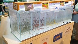 41K views · 659 reactions | #werbung A very coll shrimp presentation and selling rack at the tradeshow in Magdeburg. Clever idea and perfect for shimps. By Fisch & Heim / Garnelen Direkt #oliverknott #ok_aqua #olibetta #aquarium #aquariums #shrimptank #aquascaping #aquascaper | Oliver Knott | Facebook