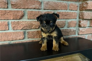 Montana - Silky Terrier Puppy 6C6D7C