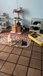 54K views · 4.9K reactions | Bom dia  | Abrigo Anjo Gabriel | Facebook